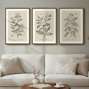 Framed 3 Piece Neutral Vintage Botanical Wall Art for Dining Room