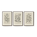 Framed 3 Piece Neutral Vintage Botanical Wall Art for Dining Room