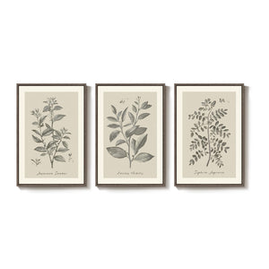 Large Framed 3 Piece Vintage Botanical Wall Art for Living Room