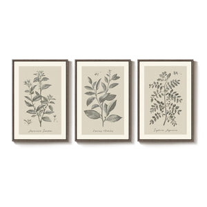 Large Framed 3 Piece Vintage Botanical Wall Art for Living Room